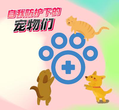 猫狗看护主人好暖心，小狗误食布洛芬致死亡，疫情下的 “毛孩子们”还好么？