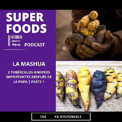 E66. ¿QUÉ ES LA MASHUA? | TUBÉRCULOS ANDINOS IMPORTANTES DESPUÉS DE LA PAPA