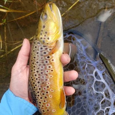 The Mysterious Magic of The Poudre River The Mysterious Magic of The Poudre River