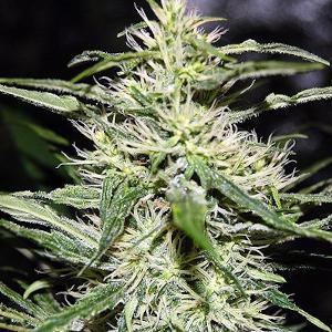 Song:  Gettin High (final cut)