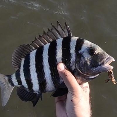 Sheepshead Fishing | Learn how to Crush the Convicts