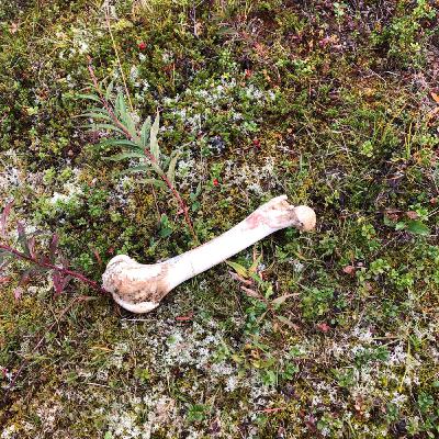 Avsnitt 21 ..med ljudguden har vi ...