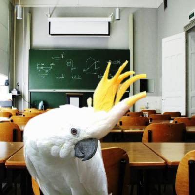 Exames e calhaus