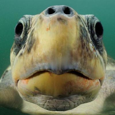 [S.2 - Les espèces en voie d'apparition] La tortue de Torremolinos (Nightclubbus tortuga), Espagne.