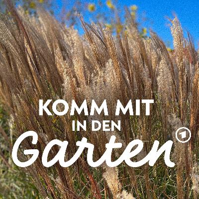 Ziergräser für jeden Garten