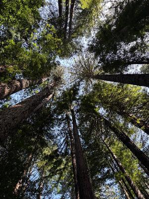 @DBPardes | Ode to Redwoods - tree bathing Spring 2025