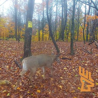 EP211 Easy Midwest Hunting, Pressured Deer Behavior, Deer Habitat Master Class