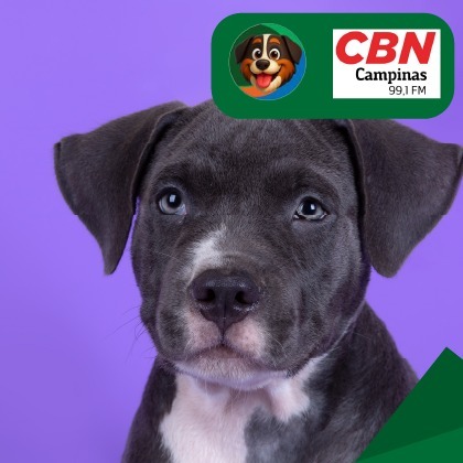 💜 Fevereiro Roxo nos Pets!