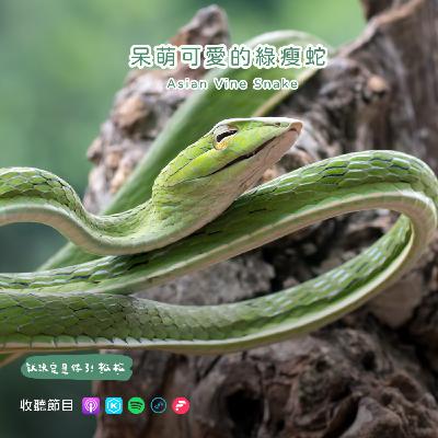 EP88 蛇勾意🐍 蛇年寶可夢大集合！阿伯蛇、君主蛇真實版原型大解析㊗️