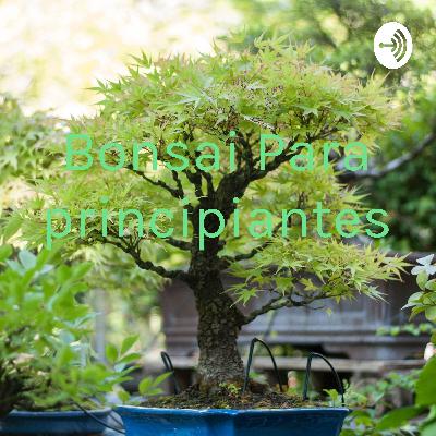 Como cuidar un BONSAI