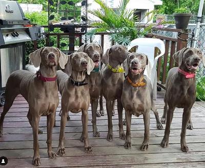 Weimaraners and Women