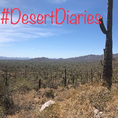 Week eight: Tucson, saguaros and dive in movies