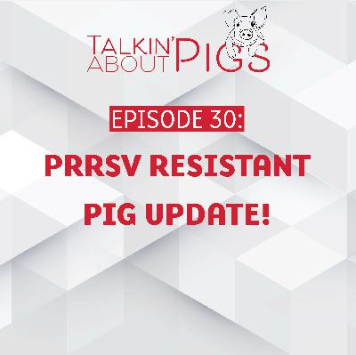 PRRSV Resistant Pig Update