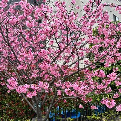 #16 不登校の日、朝の格闘。 #16 不登校の日、朝の格闘。