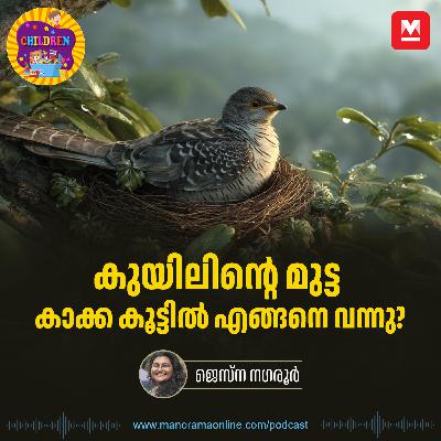 കുയിലിന്റെ മുട്ട കാക്ക കൂട്ടിൽ എങ്ങനെ വന്നു? - | Animation Story for Kids | Manorama Podcast | Manorama Online കുയിലിന്റെ മുട്ട കാക്ക കൂട്ടിൽ എങ്ങനെ വന്നു? - | Animation Story for Kids | Manorama Podcast | Manorama Online