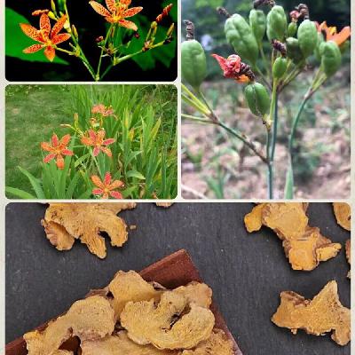 第七百五十五节 射干--解毒消痰利咽