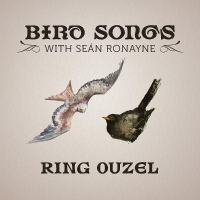 Ring Ouzel | Bird Songs with Seán Ronayne Ring Ouzel | Bird Songs with Seán Ronayne