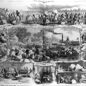 Cotton and the Origins of Trans-Oceanic Trade | IEL Episode 3 - Part B Cotton and the Origins of Trans-Oceanic Trade | IEL Episode 3 - Part B