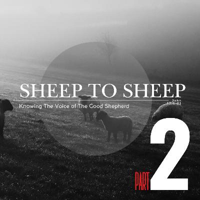 Sheep To Sheep - The Cost of Following The Good Shepherd Sheep To Sheep - The Cost of Following The Good Shepherd
