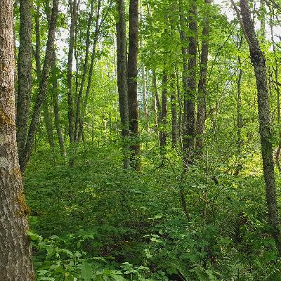 Peaceful Morning Forest