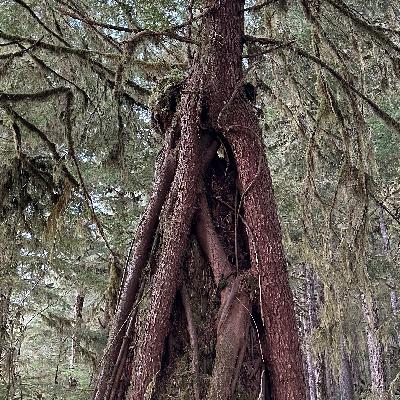 Conservation Focus: Roadless Rule