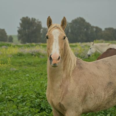 תרגול מיינדפולנס וחמלה לקראת מבחן יחד עם הילדים המתוקים שלי.