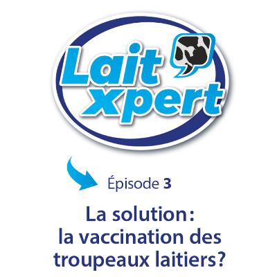 La solution : la vaccination des troupeaux laitiers ?