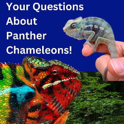 Your Panther Chameleon Questions! Your Panther Chameleon Questions!