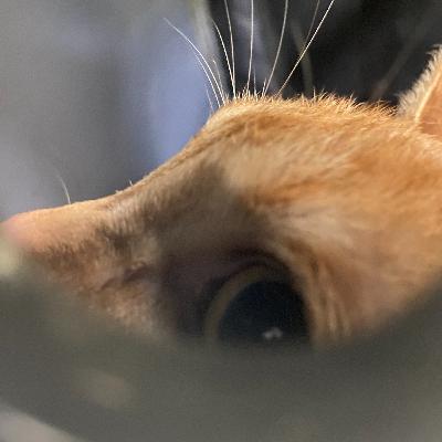 EP6 貓咪過世的傷心，原來可以不用節哀