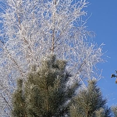 Морозное утро