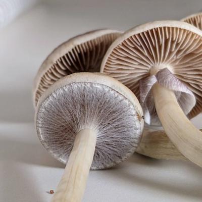 Psychedelic Therapy - Good or Bad?