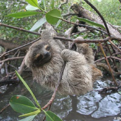 WILD - PODCAST ANIMALIERS # 169 - LE PARESSEUX NAIN