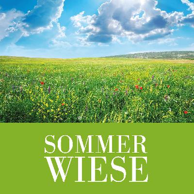 Auf der Sommerwiese