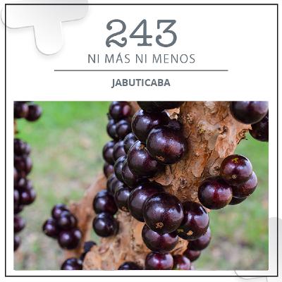 243: Jabuticaba