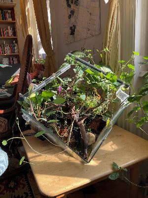 PHS256 Sumpflandschaften hinter Glas