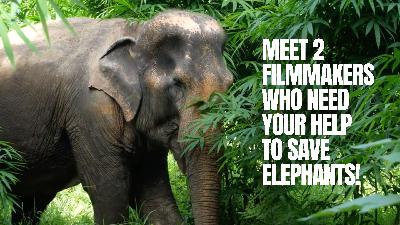 UnchainedTV: Let's Save Some Elephants NOW!