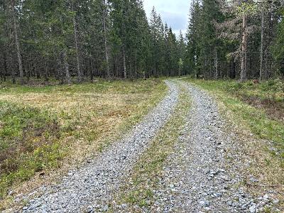 Ep. 5: Bjørn Bækkelund, Skogbrukets betydning