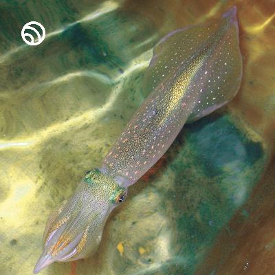 New evidence shows that large brains evolved twice #cephalopod #wildlife #nature