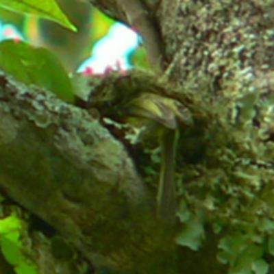 193 Pirapora, Brazil - Search for Minas Gerais Tyrannulet 193 Pirapora, Brazil - Search for Minas Gerais Tyrannulet