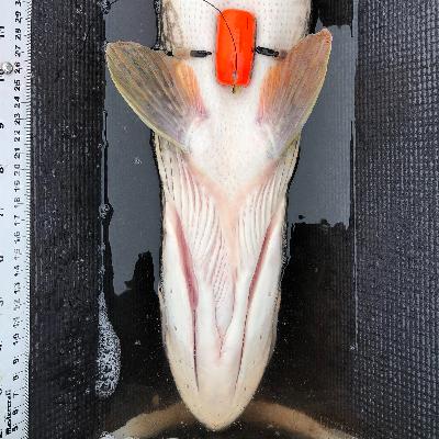 328 - Novel Biologgers and Catch and Release Angling Impacts with Phd Candidate Luc LaRochelle