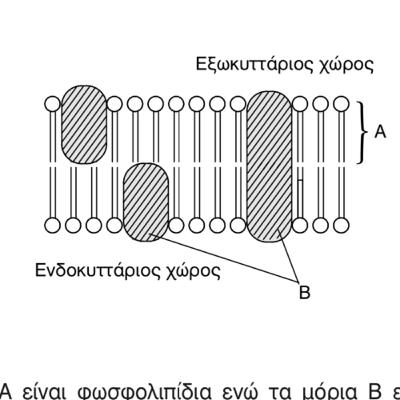 Πλασματική μεμβράνη