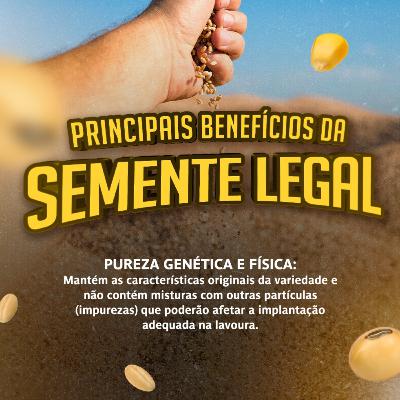 MOMENTO APASEM #108: Principais Benefícios da Semente Legal
