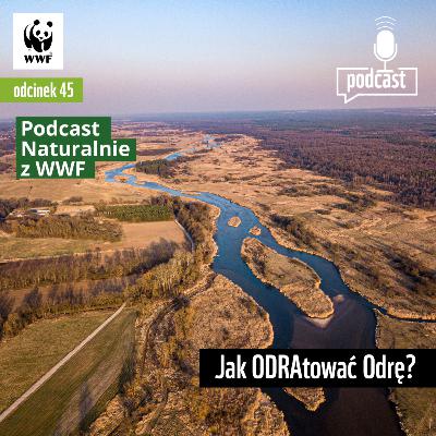 Jak ODRAtować Odrę?