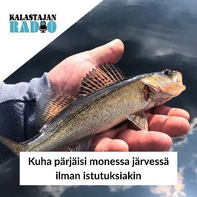 Kuha pärjäisi monessa järvessä ilman istutuksiakin