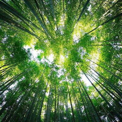 OUR PLANET, OUR FUTURE - Environmentalists, Artists, Scientists & Earth Defenders Share their Stories
