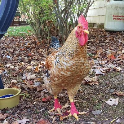 Episode 148: Animal Rights Activism