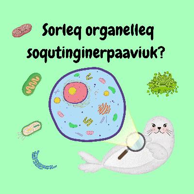 Celle sunaava? Celle sunaava?