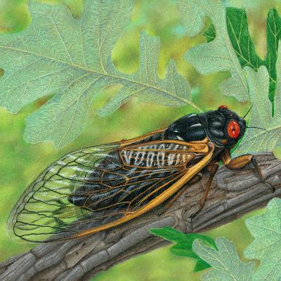 Special Edition: 17 Years, 64 Degrees, 100 Decibels Special Edition: 17 Years, 64 Degrees, 100 Decibels