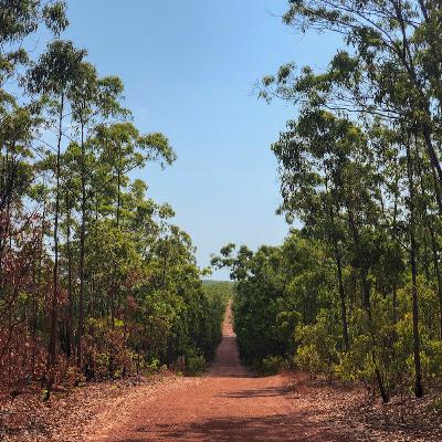 Episode 18 - Supporting Indigenous communities in the NT to create a sustainable forestry industry Episode 18 - Supporting Indigenous communities in the NT to create a sustainable forestry industry