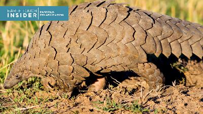 Meet the pangolin who’s teaching humans about his own kind
